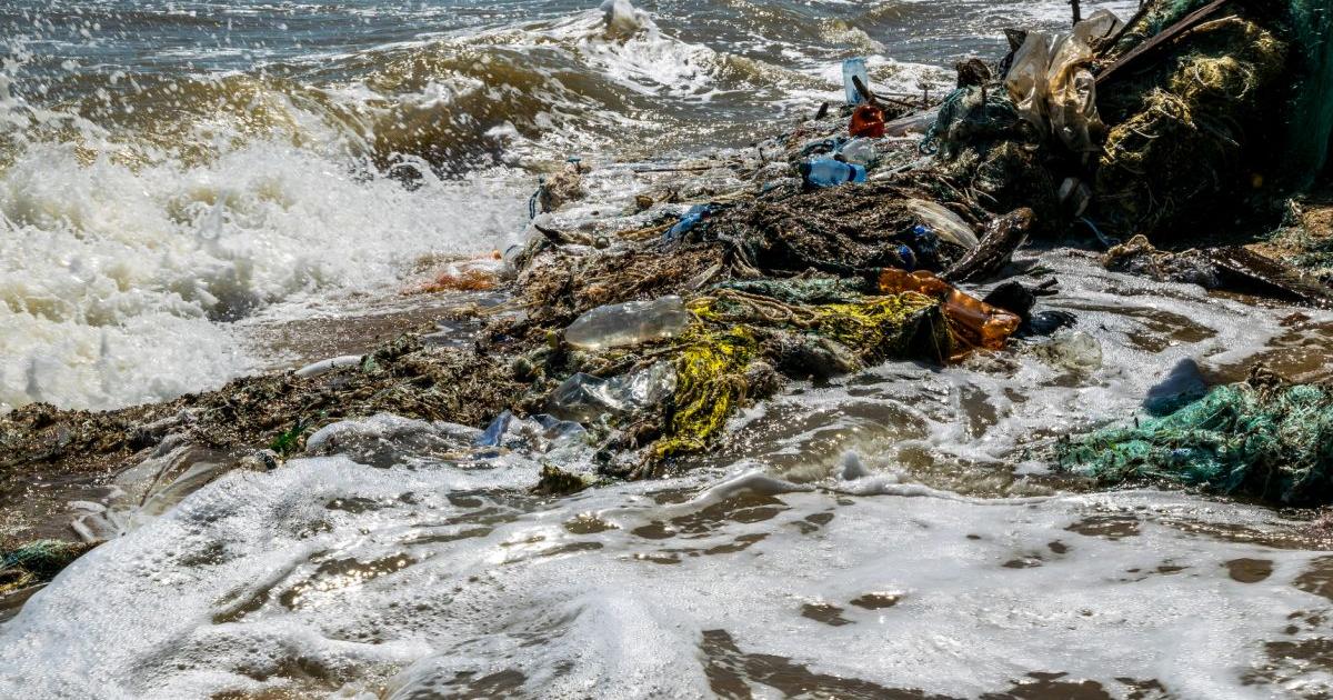 Учените са открили процъфтяващи общности от крайбрежни същества, включително малки