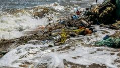 Учените са открили процъфтяващи общности от крайбрежни същества включително малки