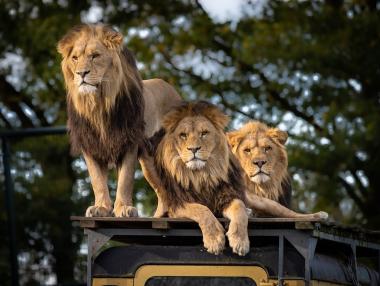 Сафари за служителите: Какви нестандартни бонуси предлагат бизнесите по света?