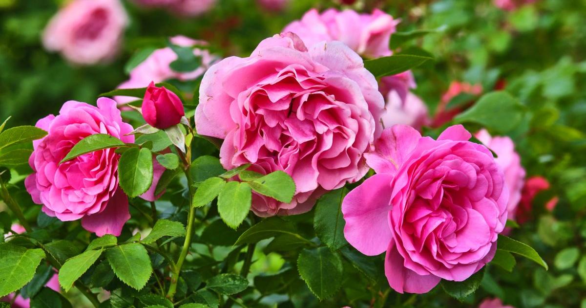 Маслодайната роза (Rosa damascena) е един от символите на България,