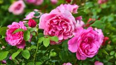 Маслодайната роза Rosa damascena е един от символите на България