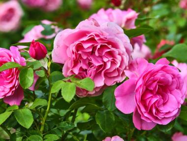 Едно мускалче аромат: Розовото масло – българският символ пред света