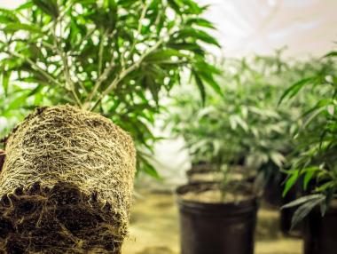 Сградите, построени от канабис