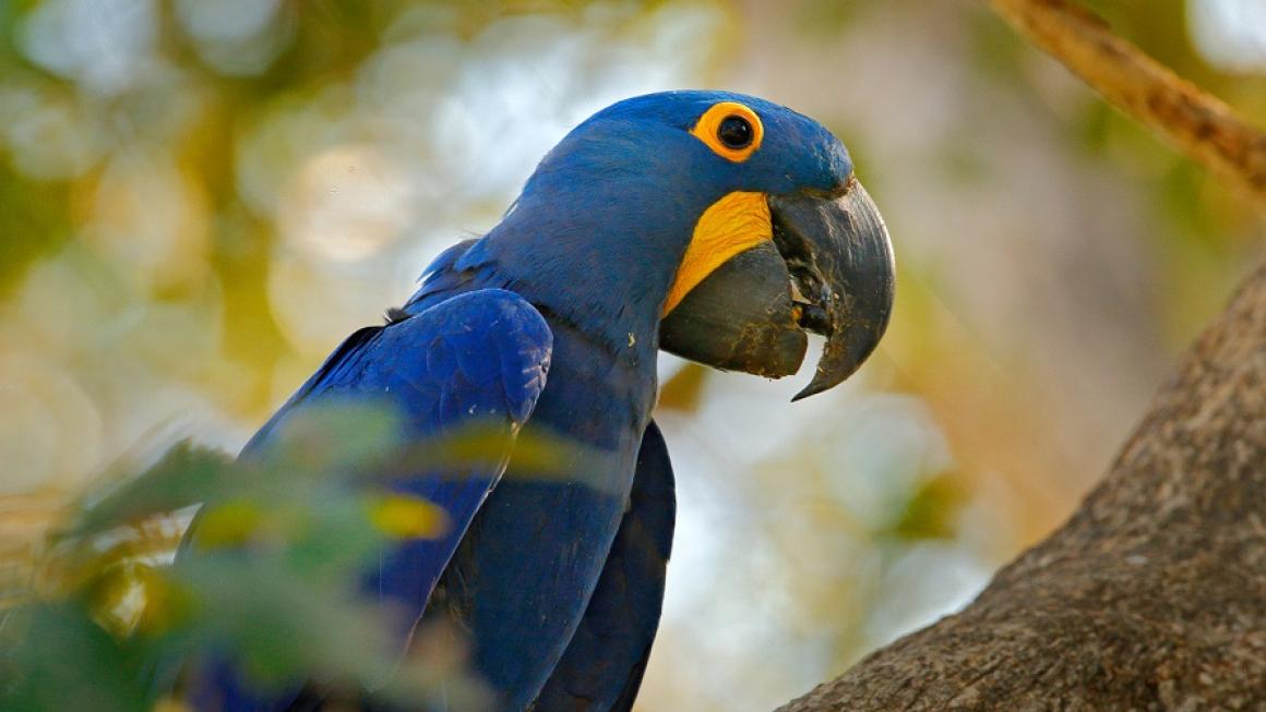 Галерия :: Снимка 2 :: В търсене на ягуар: Сафари с кон из бразилския Пантанал (галерия)}