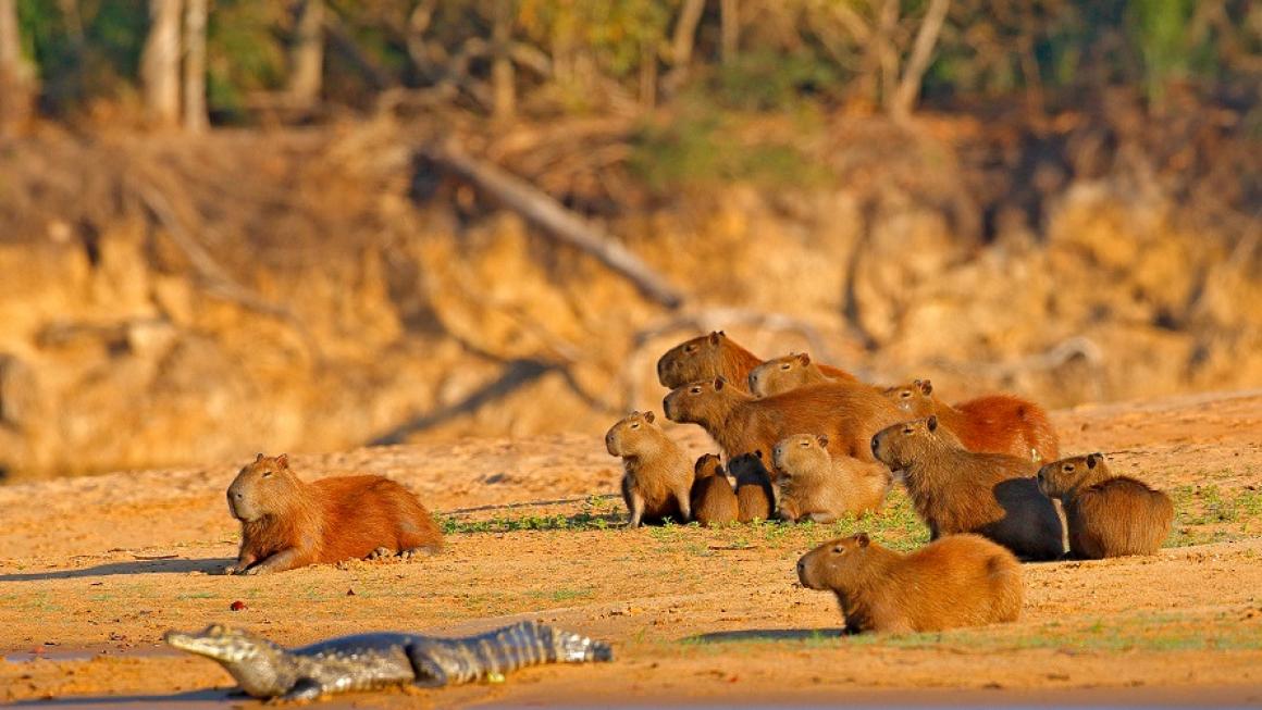 Галерия :: Снимка 3 :: В търсене на ягуар: Сафари с кон из бразилския Пантанал (галерия)}