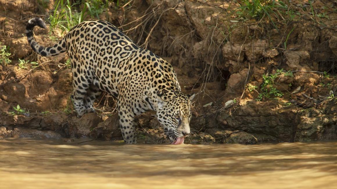 Галерия :: Снимка 1 :: В търсене на ягуар: Сафари с кон из бразилския Пантанал (галерия)}