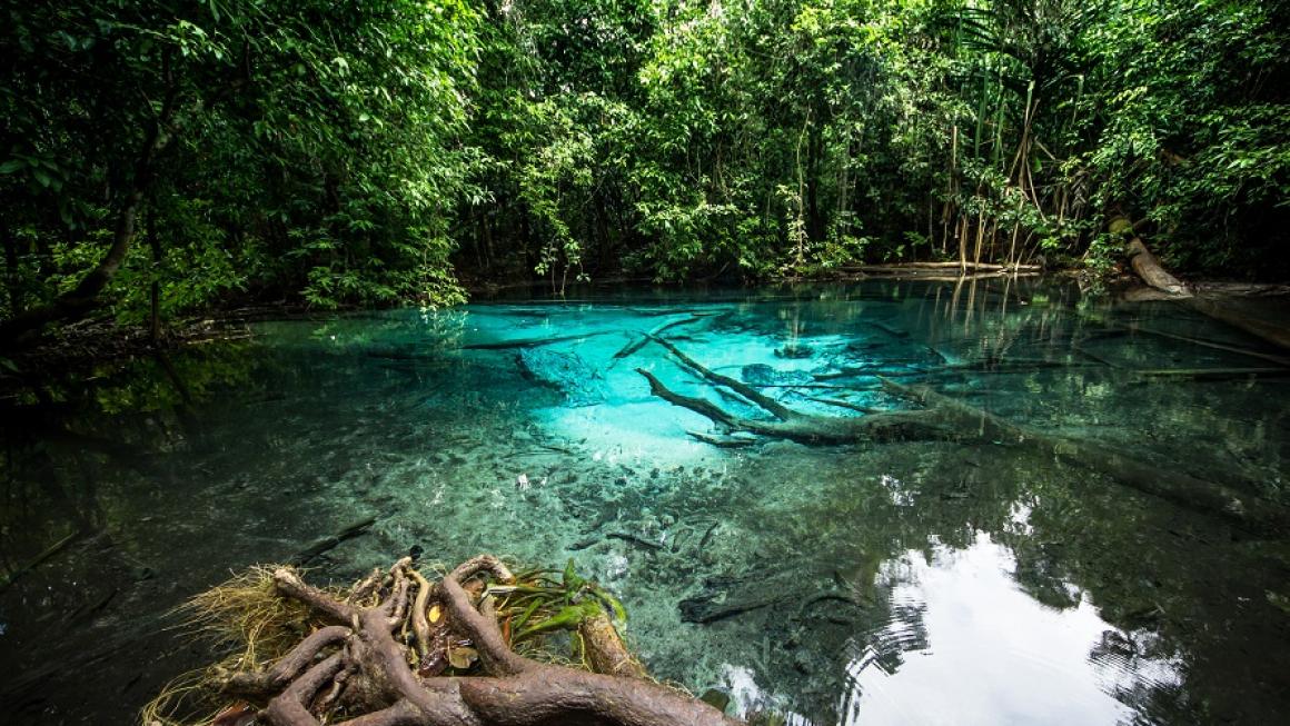 Галерия :: Снимка 0 :: В търсене на ягуар: Сафари с кон из бразилския Пантанал (галерия)}