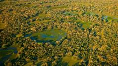 Останките от кайман южноамерикански роднина на алигатора бяха до голяма