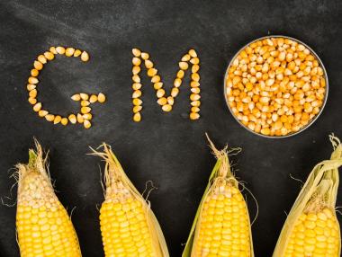 Брюксел смекчава регулациите на генно модифицираните растения