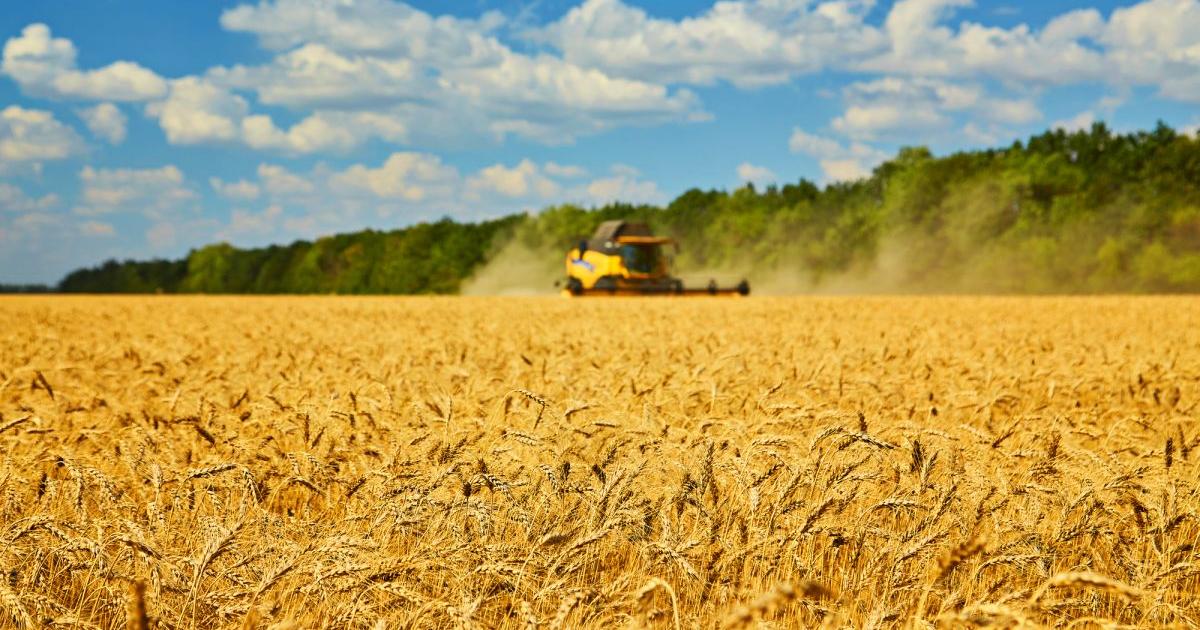 Пшеницата е най-важната основна храна в света и затова може