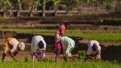 Забраната за износ на ориз от Индия ще удари световните