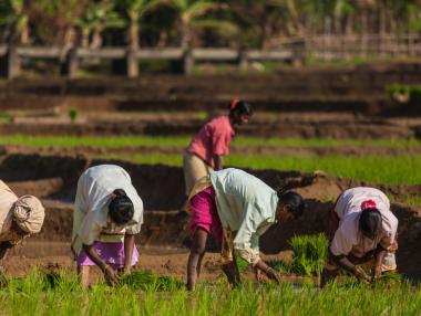 Кои държави ще страдат от индийската забрана за износ на ориз?