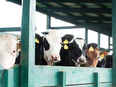 Канадски фермери вече отглеждат благоприятни за климата крави