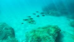 Екстремни горещини тормозят Средиземноморието от седмици Горски пожари бушуват в