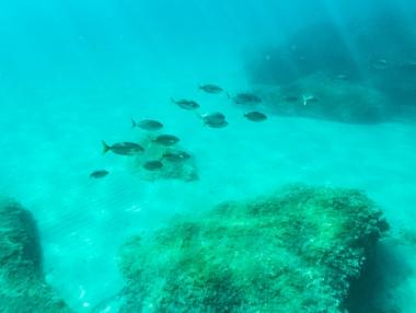 Как екстремните горещини влияят на Средиземно море?