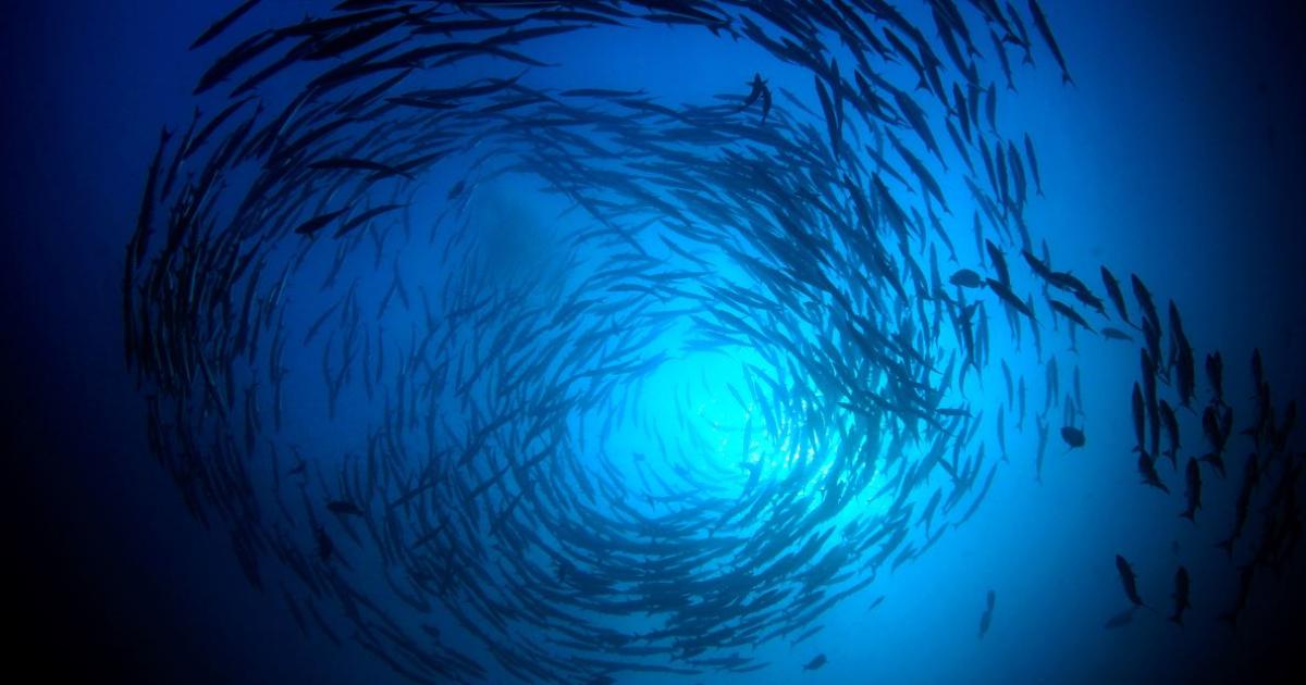 Как рибната индустрия да стане устойчива и да е част