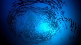 Рибната индустрия в кръгова икономика