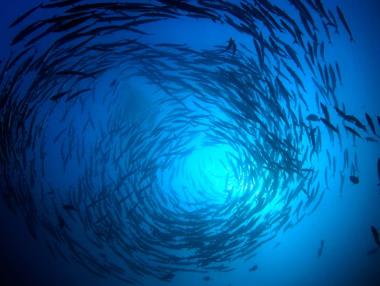 Рибната индустрия в кръгова икономика