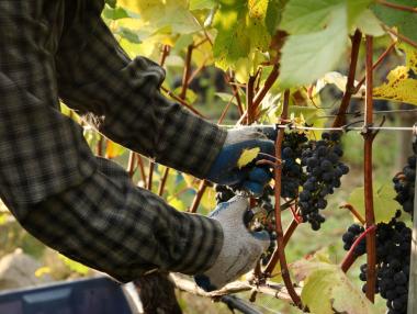 Швеция се възползва от горещините и прави вино