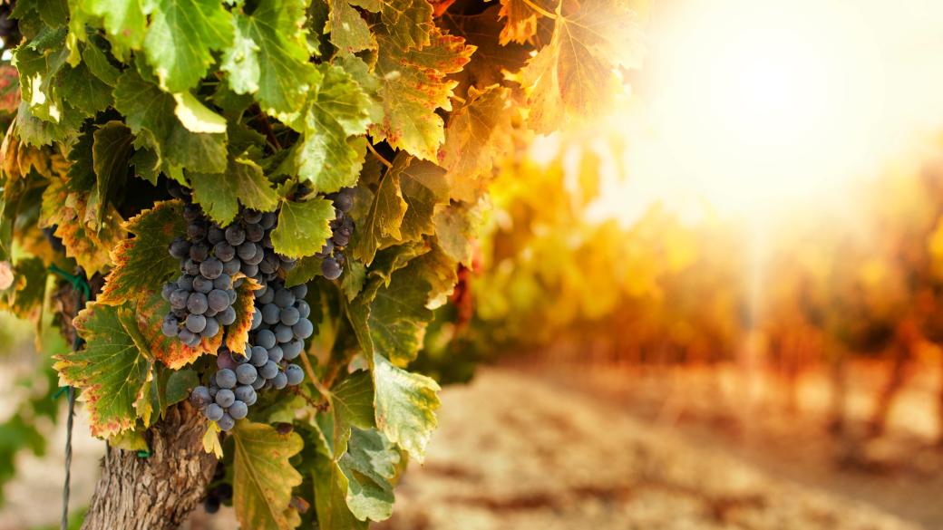 Франция ще плати на винопроизводителите да унищожат излишъка от реколтата