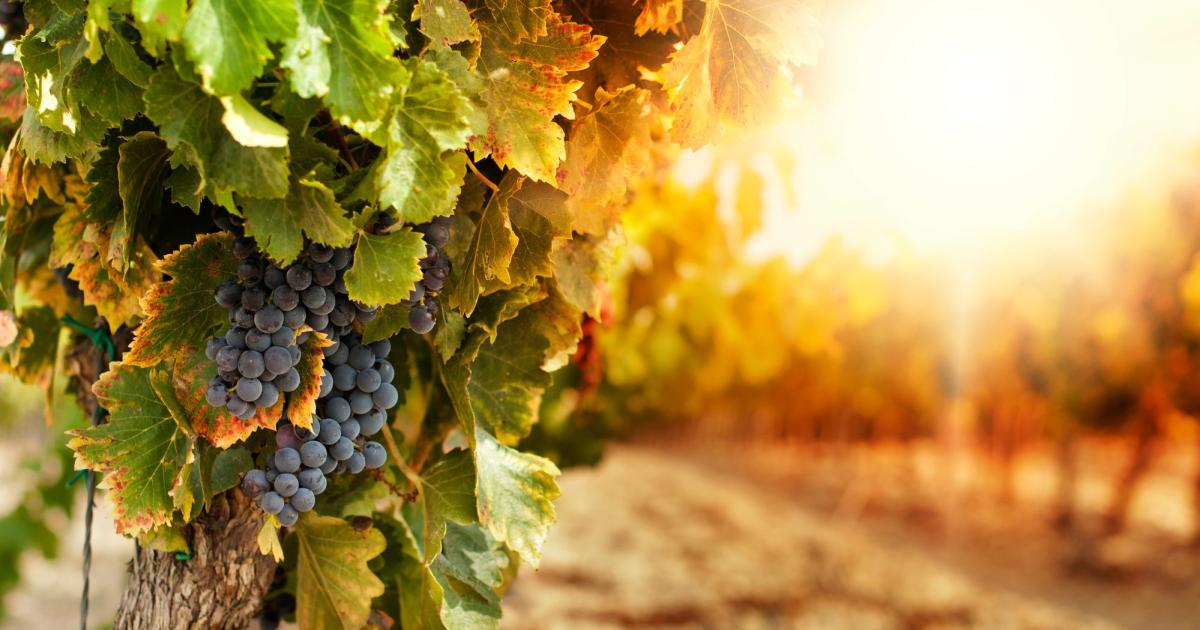 Спадът в търсенето на френски вина, по-конкурентният пазар и продължаващите