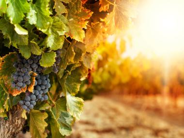 Франция ще плати на винопроизводителите да унищожат излишъка от реколтата