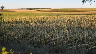 Забраната за внос от Украйна остави България без достатъчно слънчоглед