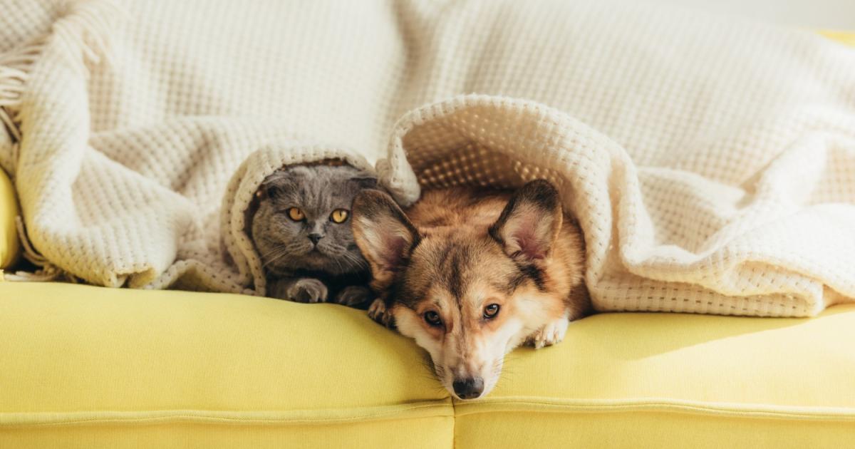 Всеки собственик на домашен любимец поне веднъж се е сблъсквал