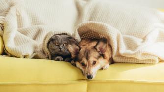 В България заработи първата платформа за споделено гледане на домашни любимци