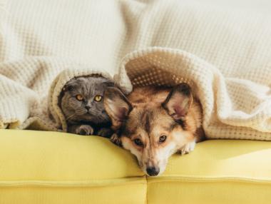 В България заработи първата платформа за споделено гледане на домашни любимци