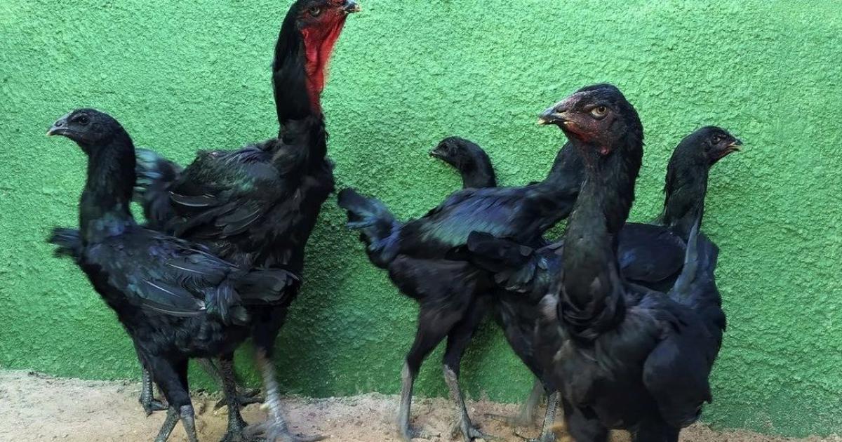 Когато селскостопанският производител Рубенс Браз започва да отглежда бразилски пилета,