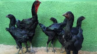 Фермер превръща отглеждането на гигантски петли в печеливш бизнес