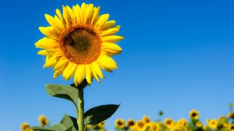 Икономиката печели от вноса на слънчоглед от Украйна