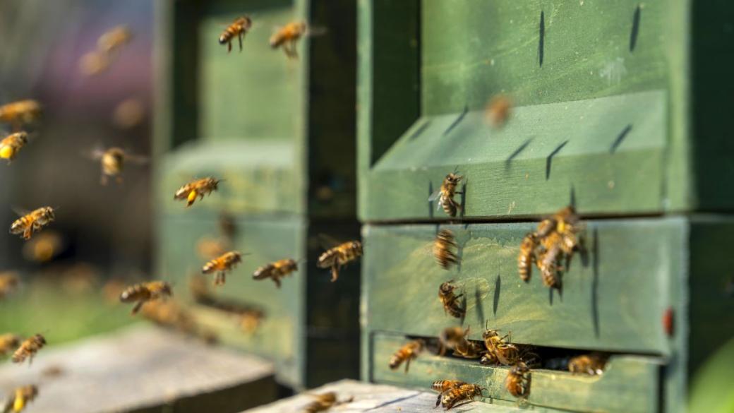 Vivacom и „Сенсато“ – устойчиво пчеларство в симбиоза с технологиите