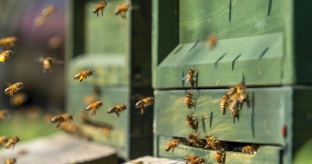 Вече за никого не е тайна, че опазването на пчелите