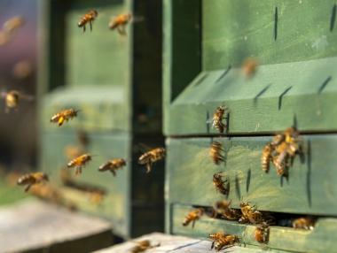 Vivacom и „Сенсато“ – устойчиво пчеларство в симбиоза с технологиите