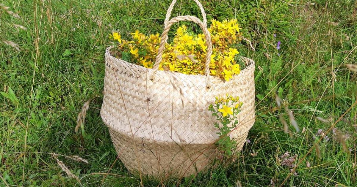 България е богата на билки и лечебни растения и интересът