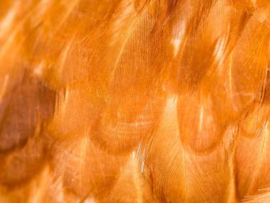 Трансформиране на пилешки пера в чиста електроенергия