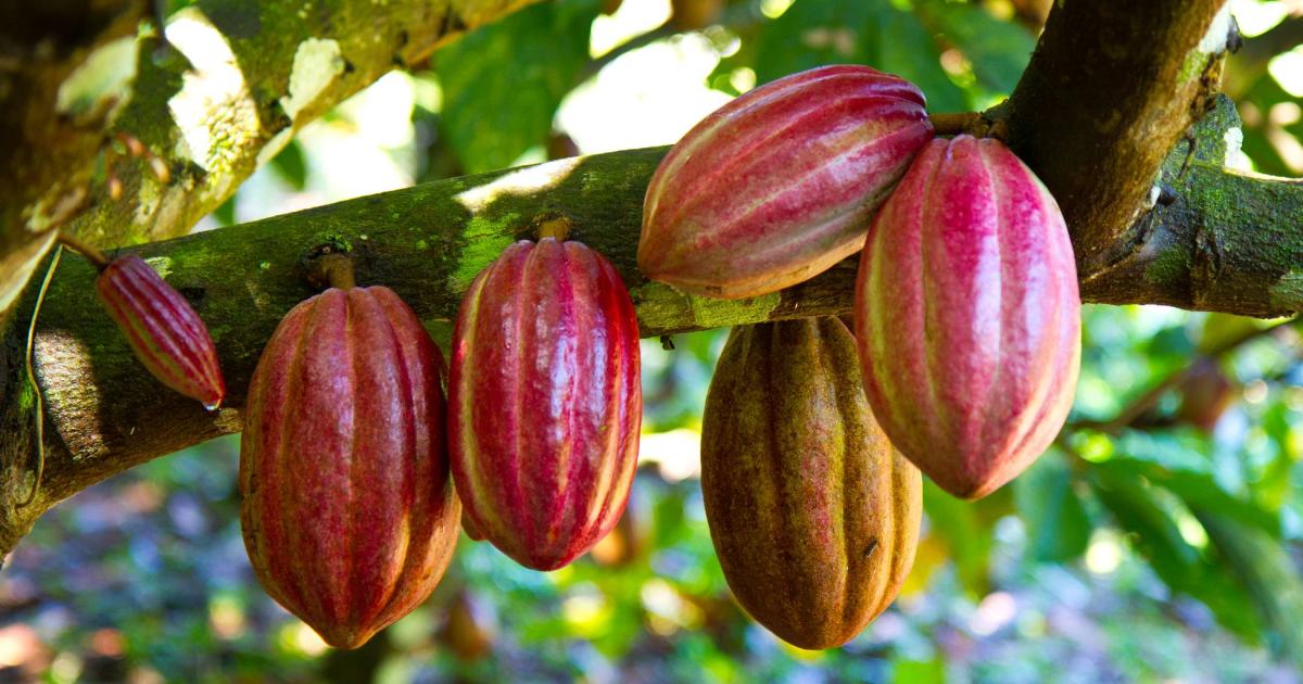 Най-големият производител на како в света, Кот д`Ивоар, се бори