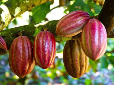 Спор между производители и купувачи може да предизвика криза в хранителния сектор