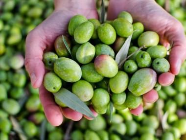 Треска за „течно злато“ в Гърция