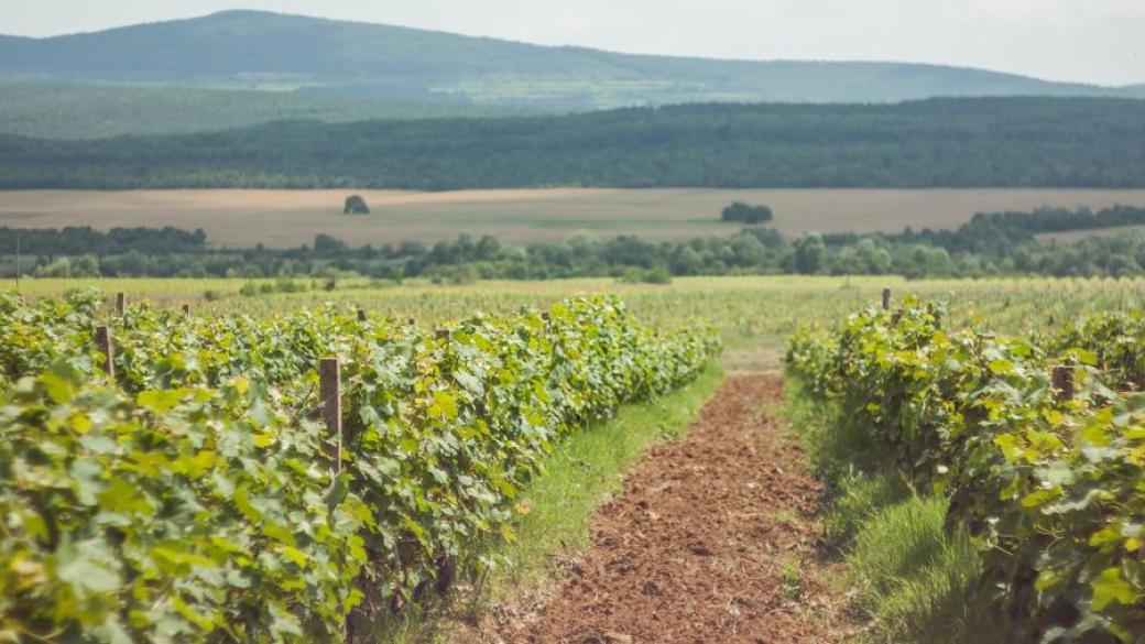 Българското вино – от лозето до трапезата