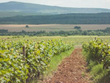 Българското вино – от лозето до трапезата