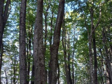 Орел, рак и щука в българската гора