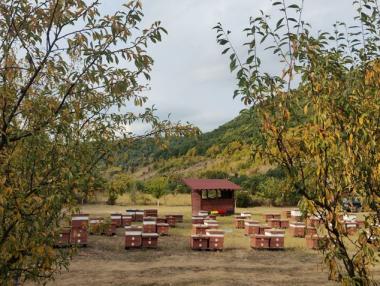 Надежда за пчеларството