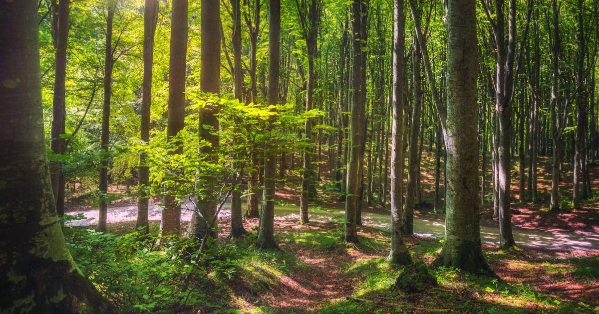 Представете си горещ, тропически пейзаж близо до Екватора, пълен с