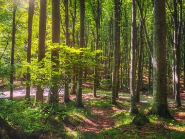 Най-старата гора на Земята