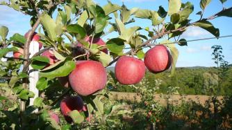 Италианската „Екотерра“ разширява производството си край Берковица