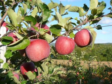 Италианската „Екотерра“ разширява производството си край Берковица