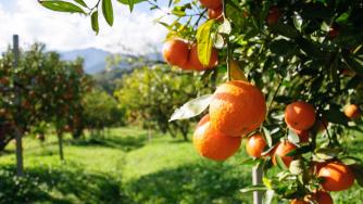Цената на портокаловия сок се изстреля в космоса